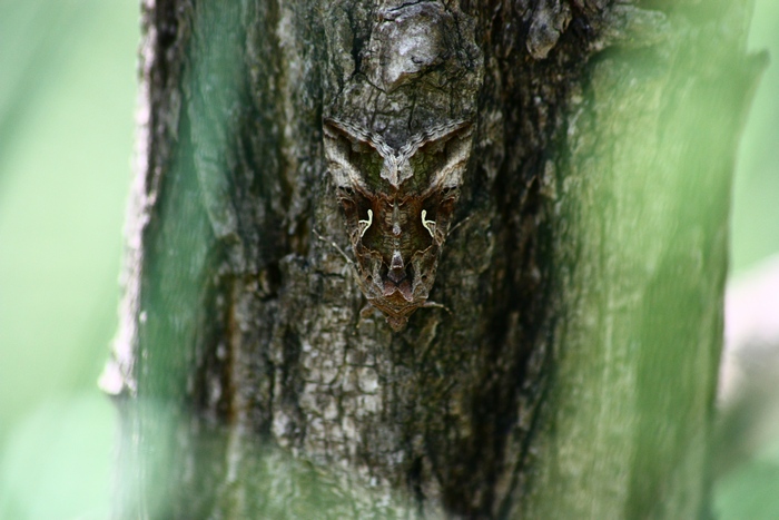Autographa gamma?
